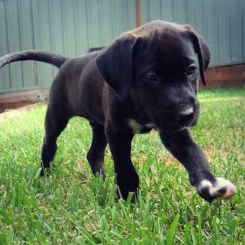 Marley ~ GSP X Bull Arab puppy (on trial 24/1/19)