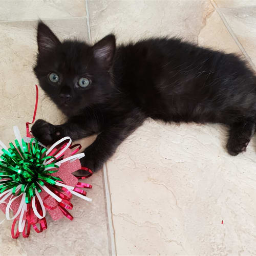 Salem