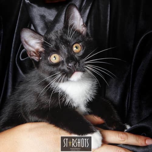 Bobby