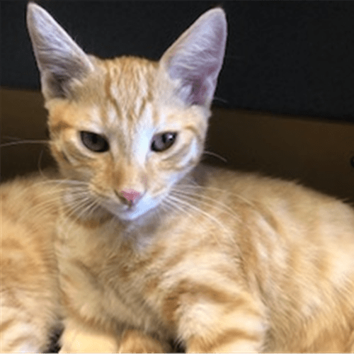 Percival
