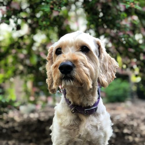 Special Benji 