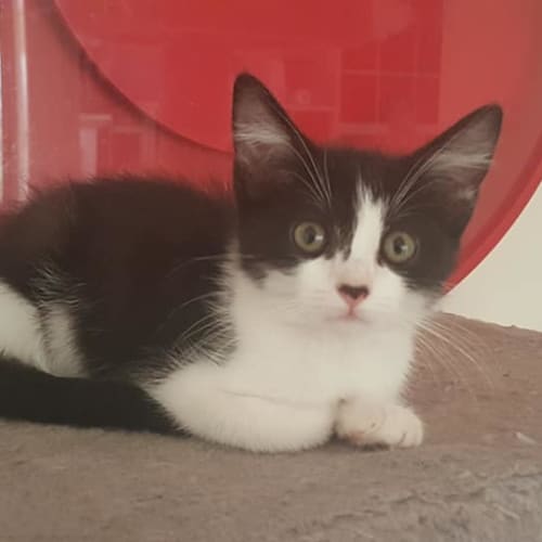 Tux