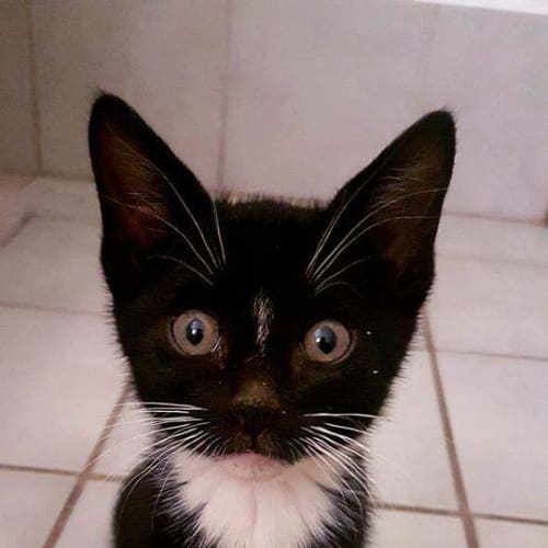 Sophia (Sophia Loren)