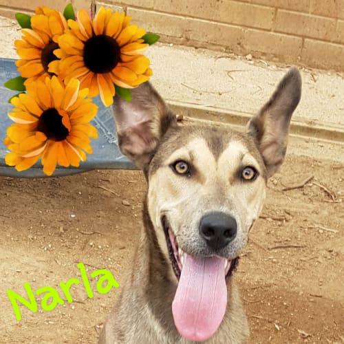 Narla (180119)