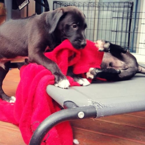 Murphy ~ GSP x Bull Arab (on trial 10/3/19)