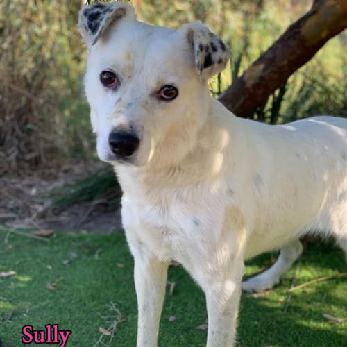 Sully