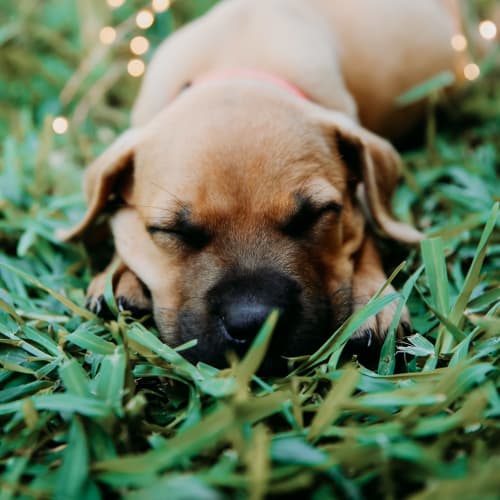 Sarabi ~ Mastiff X Ridgeback (on trial 3/2/19)