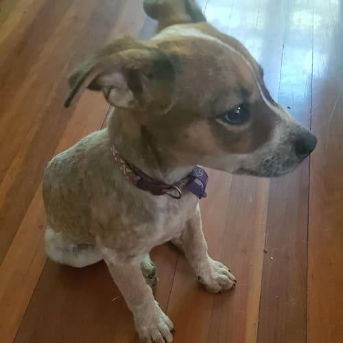Suzy * Adoption Pending *