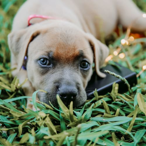 Skye ~  Mastiff X Ridgeback (on trial 3/2/19)