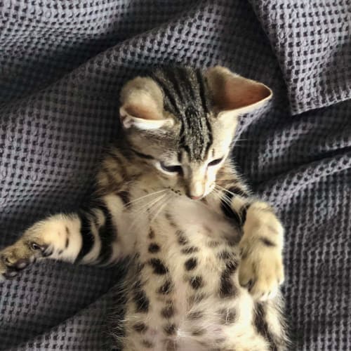 Milo