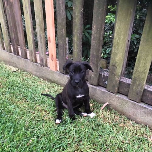 Willow ~ GSP x Bull Arab (on trial 7/2/2019)