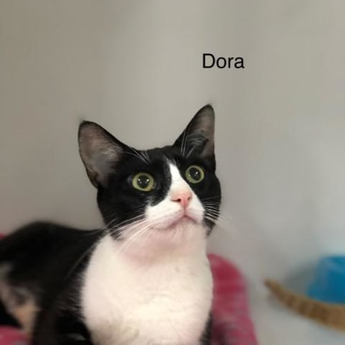 Dora