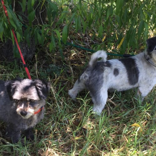 Tyson and Tess - Bonded Pair!!