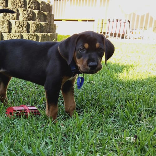 Breeze ~ cute Foxhound X puppy (on trial 2/2/19)