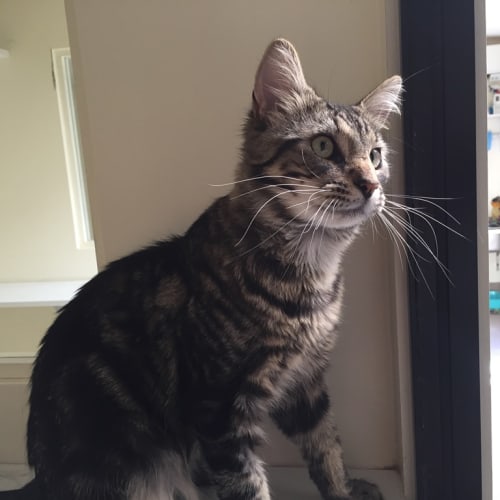 Bernard