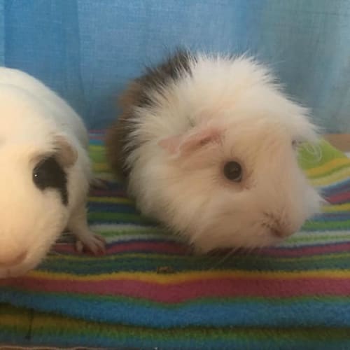 SweetPea and Plum