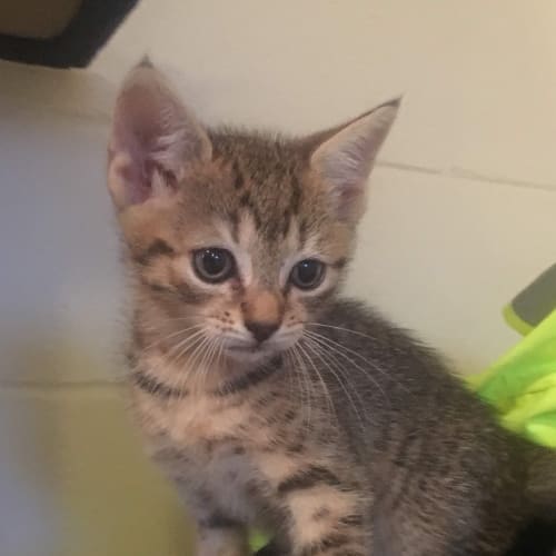Simba