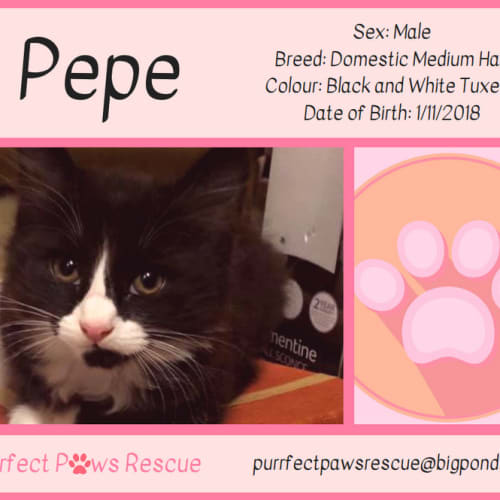 Pepe