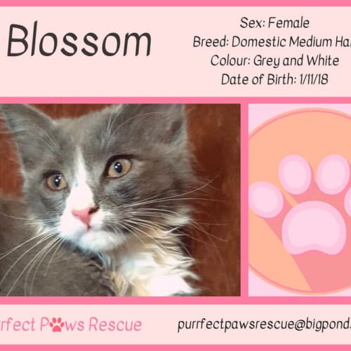 Blossom