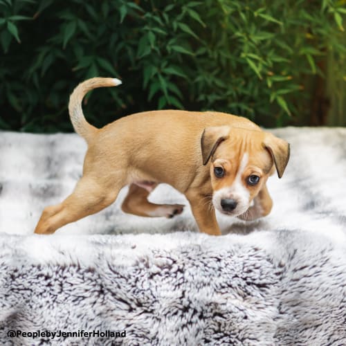 Bodie ~ sweet Terrier X puppy (on trial 29/1/19)