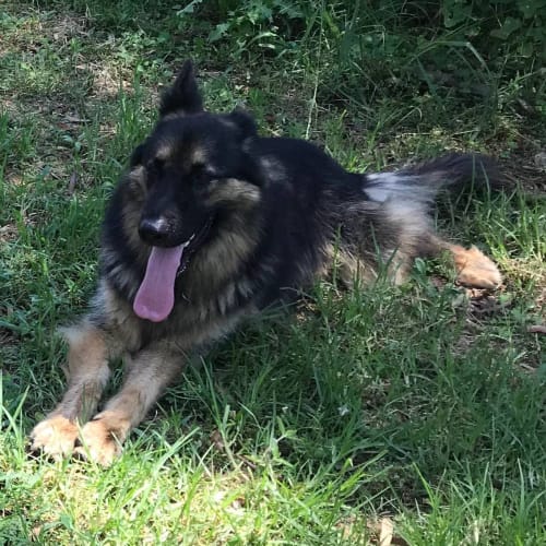 Loki - Meet and Greet organised