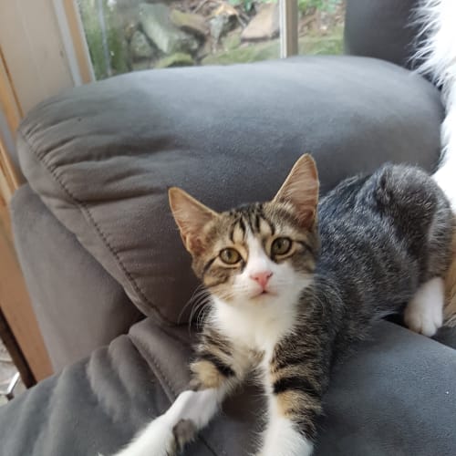Priscilla 