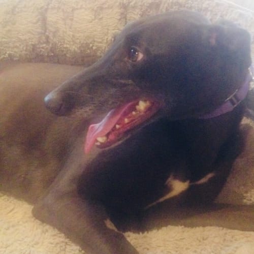 Shelly - Available Soon