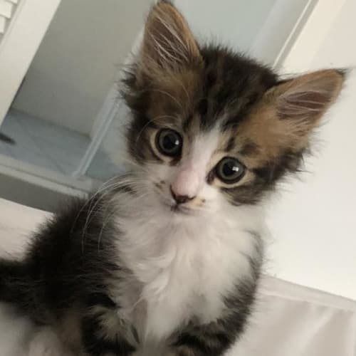 Felix