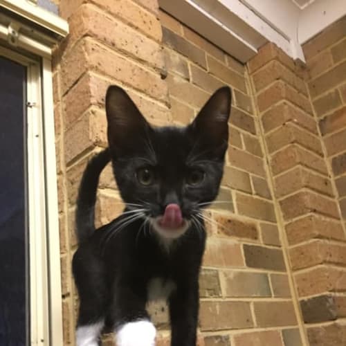 Oreo