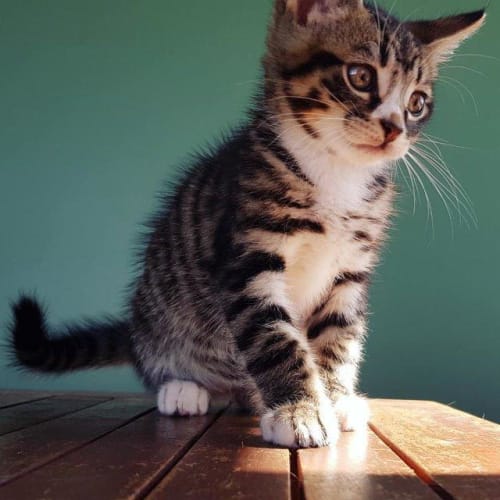 Shere Khan