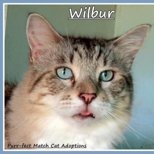 Wilbur- Purrfect Match Cat Adoptions 
