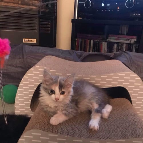 Audrey