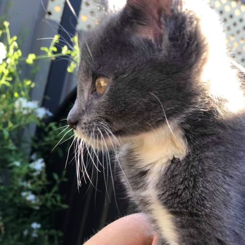 Lulu 
