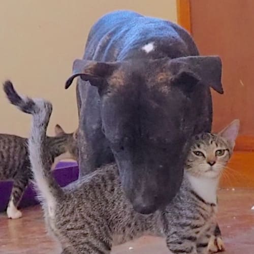 💜💫💜Ariel💜💫💜