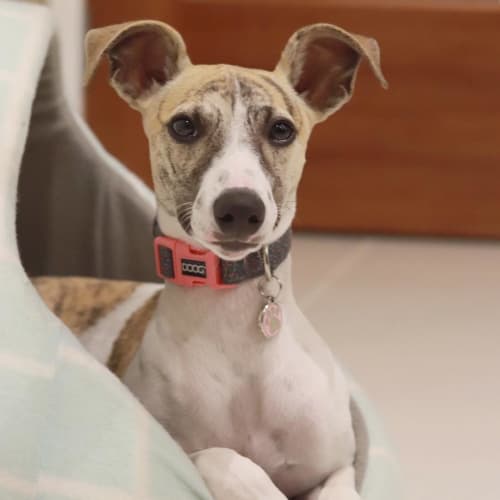 Hazel ~ Whippet (on trial 22/2/2019)