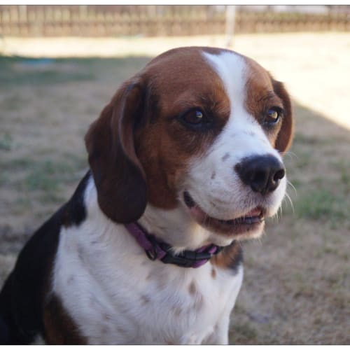 Snoopy (adoption pending)