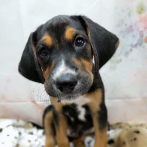 Owen ~ Foxhound X (on trial 4/3/2019)