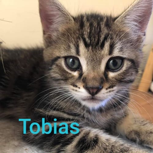Tobias