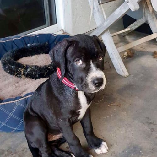 Cookie **Adoption Pending**