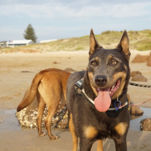 Ash ~ 2 year old Kelpie X (on trial 9/2/19)