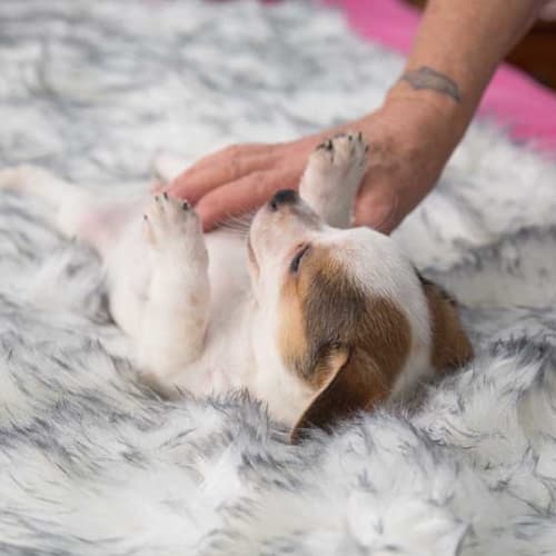 Teeny ~Terrier x puppy (on trial 10/2/19)