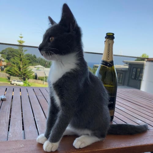 *** Miles, the perfect rescue kitten ***