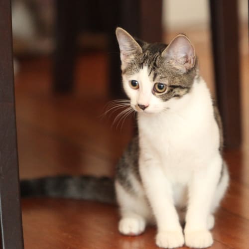 Tabitha @ Petstock Macquarie Centre