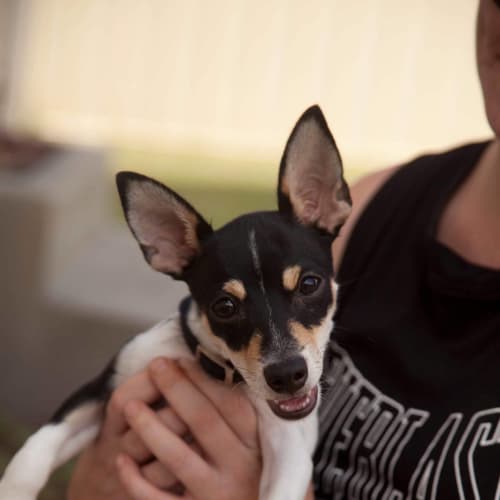 Prince ~ 4 month old Foxie (on trial 5/2/2019)