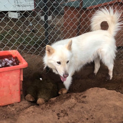 Nanook