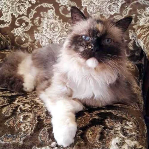 Bella