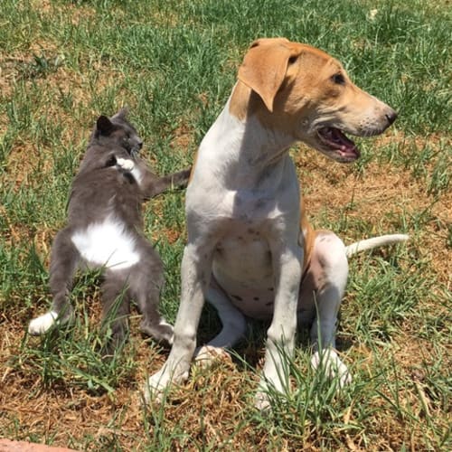 Noodle ~ Kelpie X Bull Arab X (on trial 10/2/19)