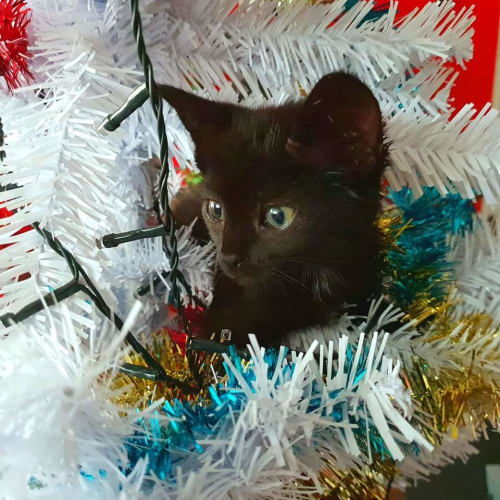 Ebony