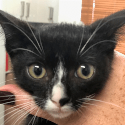 Brodie