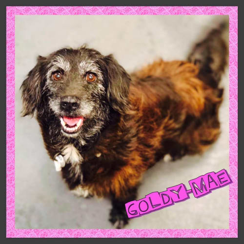 Goldy -Mae